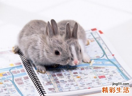 有关于兔子的可爱昵称