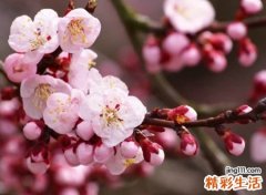 2021最流行的名字