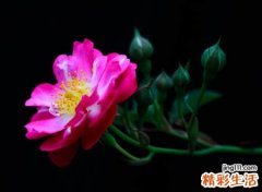 2021最火快手网名