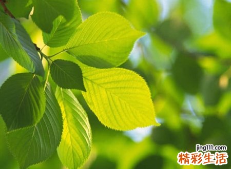 可爱的四字网名