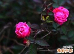 三个字的成熟昵称