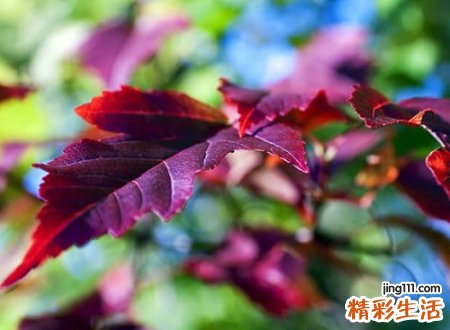 好听涨粉的抖音昵称