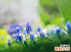 好听的cf英文名