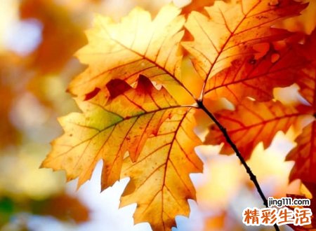 带九的霸气名字