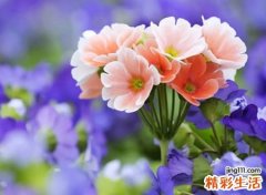 和伊字搭配的好名字