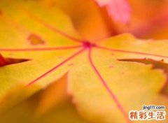 与枫搭配好听的名字