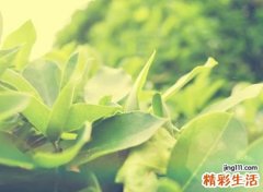 缺火缺木有寓意的名字