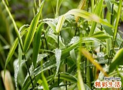 带楚的好听的古风名字