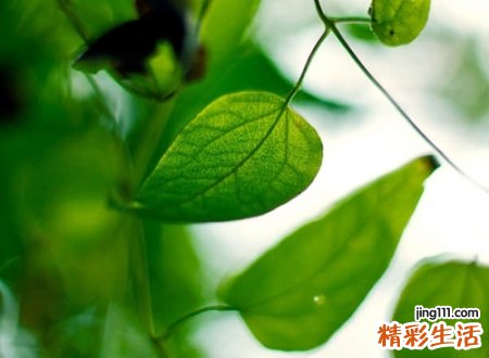 四个字的名字微信版