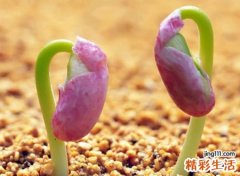 比较呆萌的名字