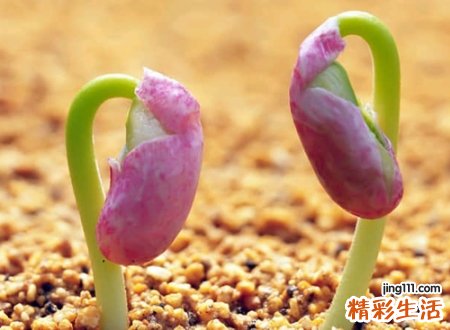 比较呆萌的名字