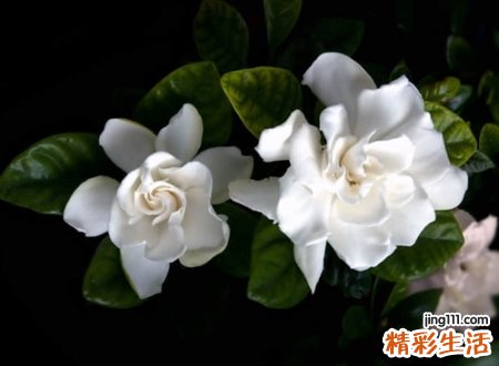 成熟稳重的微信昵称