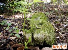 好听的帮派名字