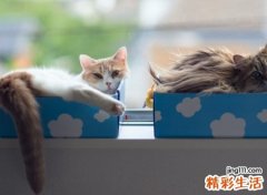 古风风格的森系猫网名