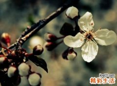 心情复杂的网名