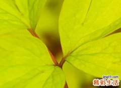 阳光幸运好听的网名