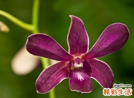 超可爱网名