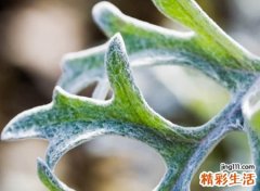 老爸简单好听的微信名