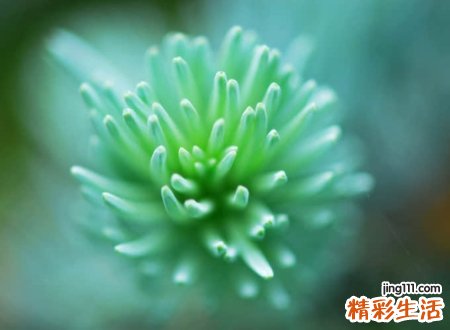 带玲字的气质名字