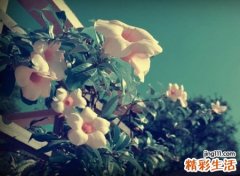 含金木的名字大全