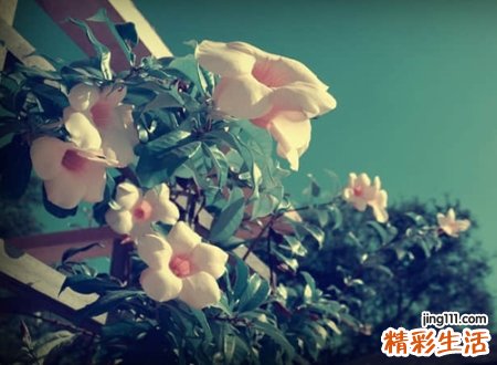 含金木的名字大全