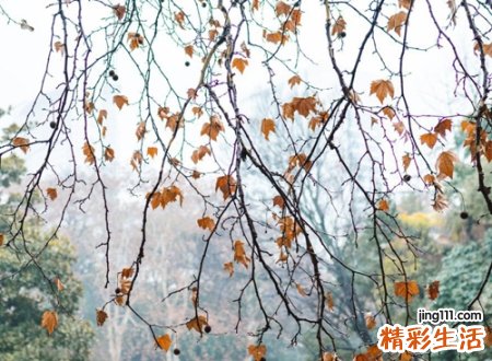 抖音网红网名