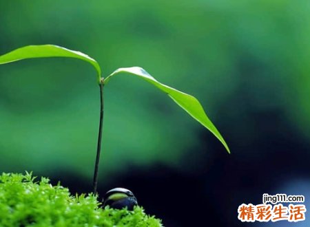 带之的名字