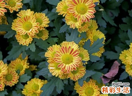 带秋的名字