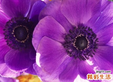 带紫字有气质的名字