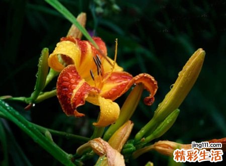 姓许的名字