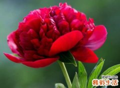 肖姓霸气的名字