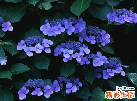 带景字的名字