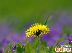 离骚中最唯美的名字