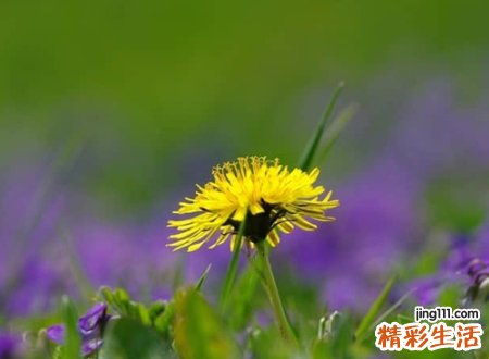 离骚中最唯美的名字