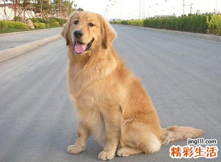 霸气的母金毛名字大全