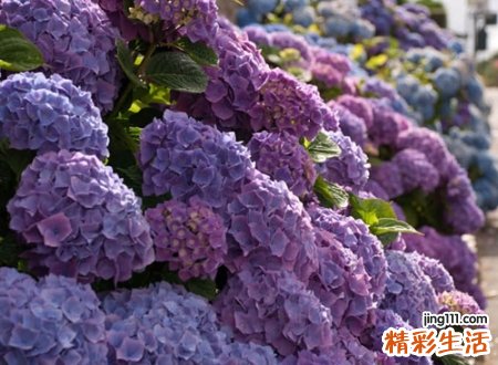 寓意好带珈字的名字