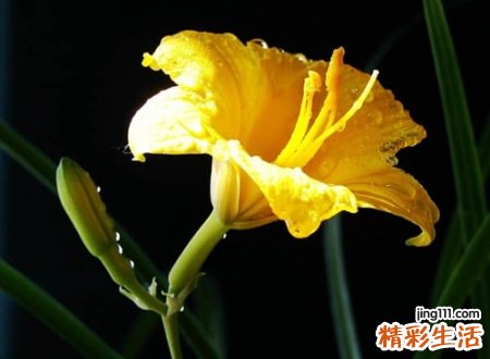 带若的名字