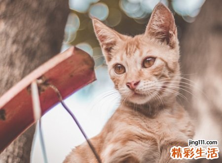 特殊好听的猫咪名字