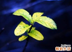 郑姓最好听的名字