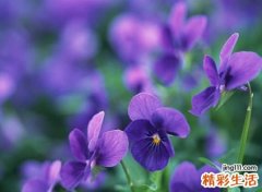 带紫字的100分名字