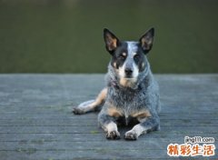 霸气的牧羊犬名字