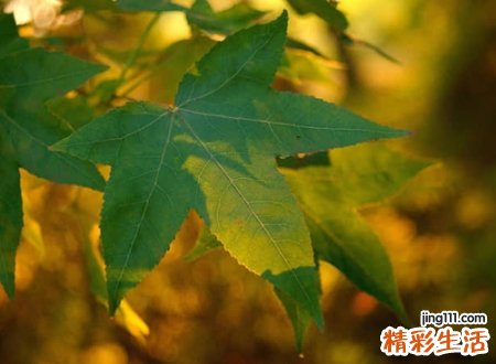 带凌字的名字