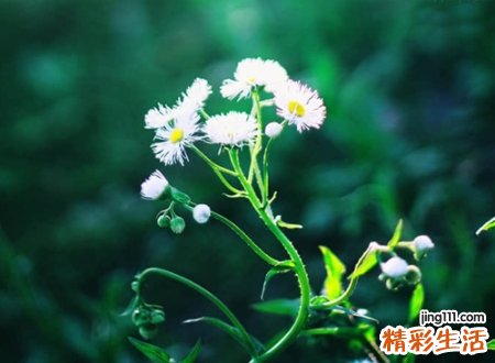 姓秦的名字