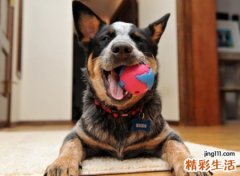 哈士奇比较二的名字