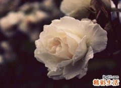 带筱字最好的名字