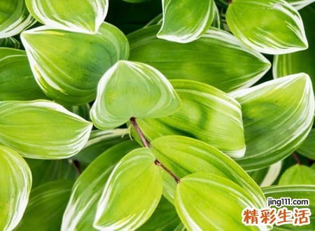 qq呢称大全
