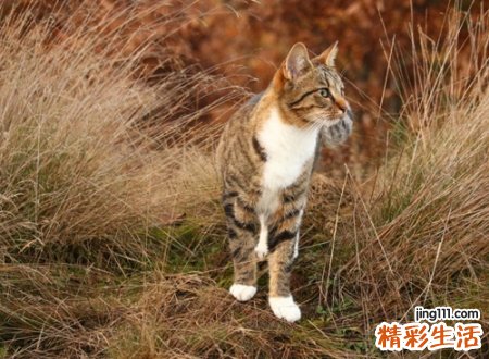 宠物猫名字