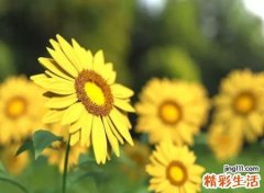 带墨字的名字
