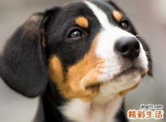 黑色狗狗名字大全