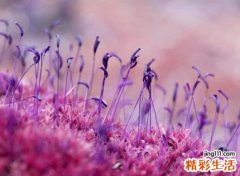 一心向佛的网名